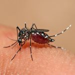 Brote de dengue: cuál es el mejor lugar para colocarse el repelente, en qué horario y cómo matar las larvas