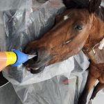 En un año el municipio de Quilmes rescató 70 caballos maltratados