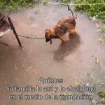Quilmes: ataron y abandonaron a su perro en la inundación